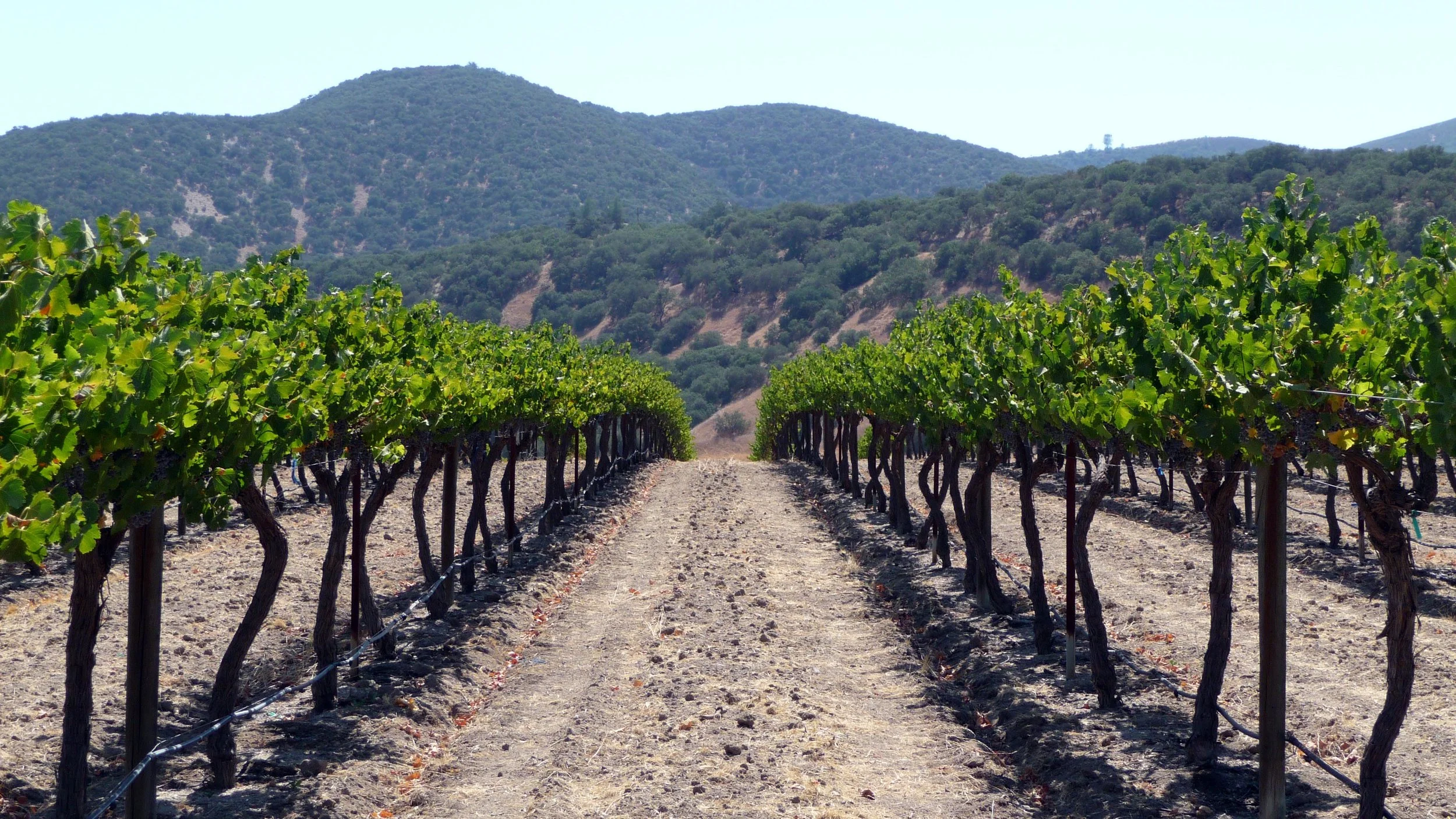 Betweenthevines.jpg