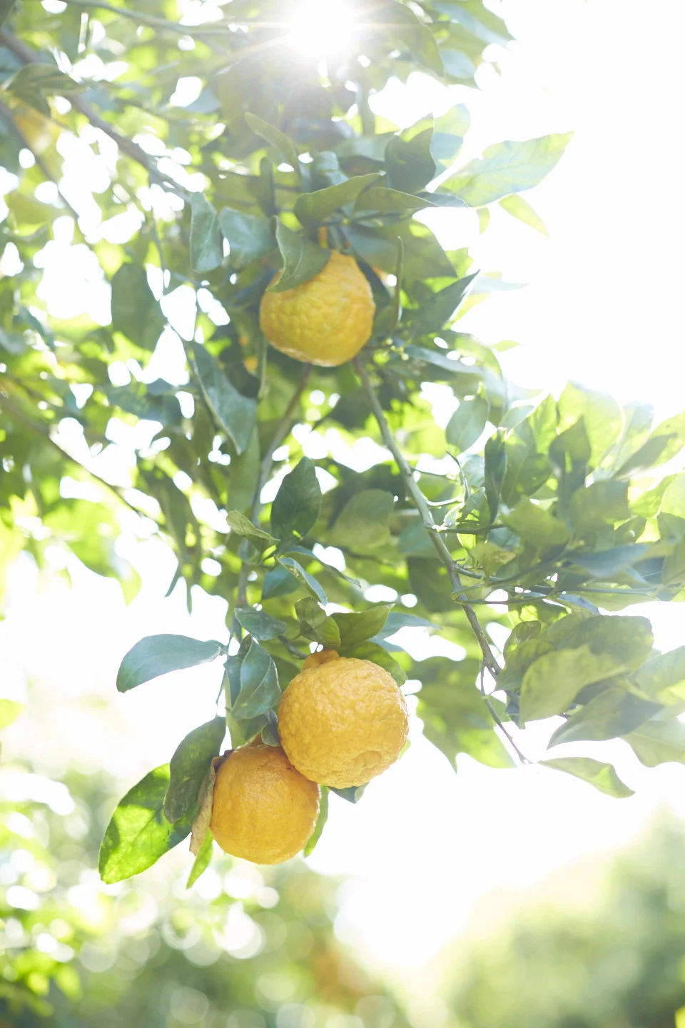 20140319_10spd-snaps-citrus_0358.jpg