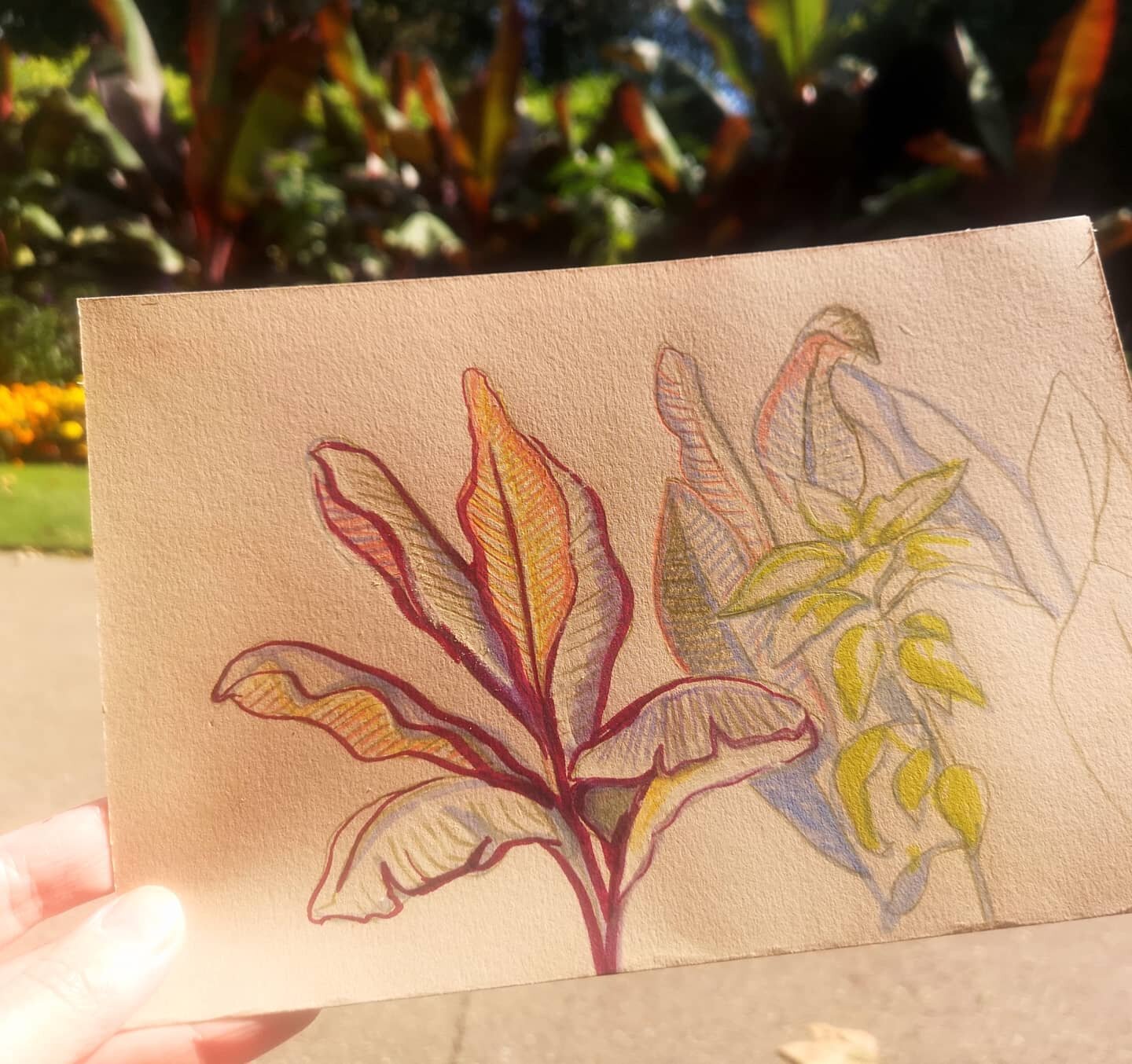 .
.
.
#tropicalplants #tropicallondon #embankmentgardens #tropicalplants #londondrawing #drawingonlocation #drawinggardens #drawingplants #plantsketch #gardensketch #travelsketchbook #travelsketch #citysketch #citygardens #pencildrawing #colouredpape