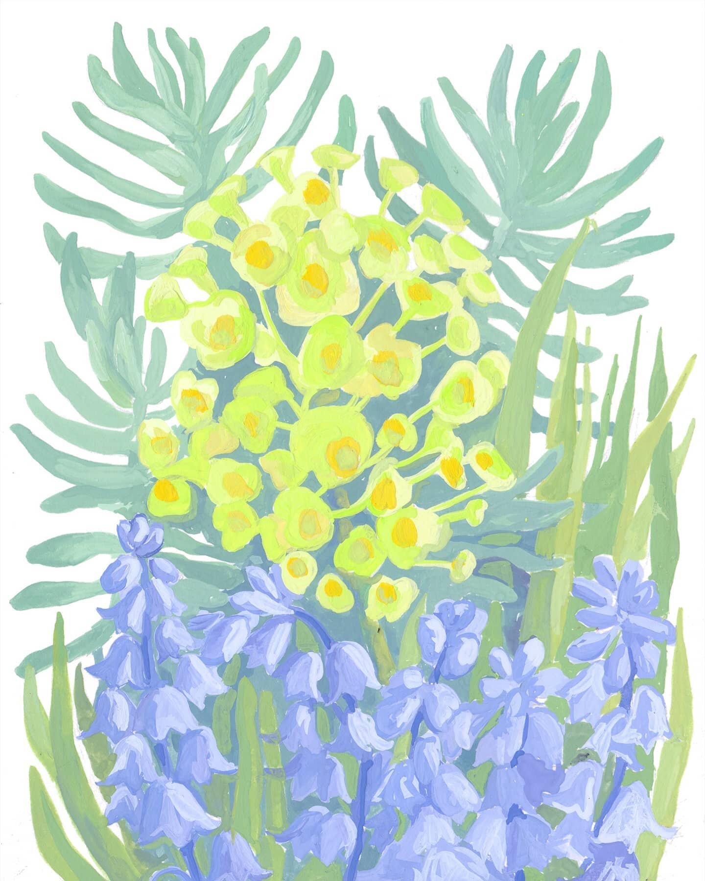 .
.
#spring #springflorals #painting #gouache #gouachepainting #gouacheillustration #sketchbook #paint #printdesign #printdesigner #springcolors #springcolours #springblooms #instaflowers #yellow #bluebells #euphorbia #euphorbiaredwing #euphorbiaeuph
