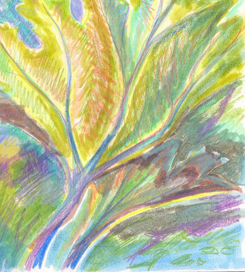 Feeling small amongst the leaves 🌿
.
.
.
.
.
#illustration #artwork #sketchbook #summer #londonpark #summerinlondon #mixedmedia #mixedmediaartist #tombowbrushpen #colorpencil #colouredpencils #botanicalartist #botanicalgardens #plantart