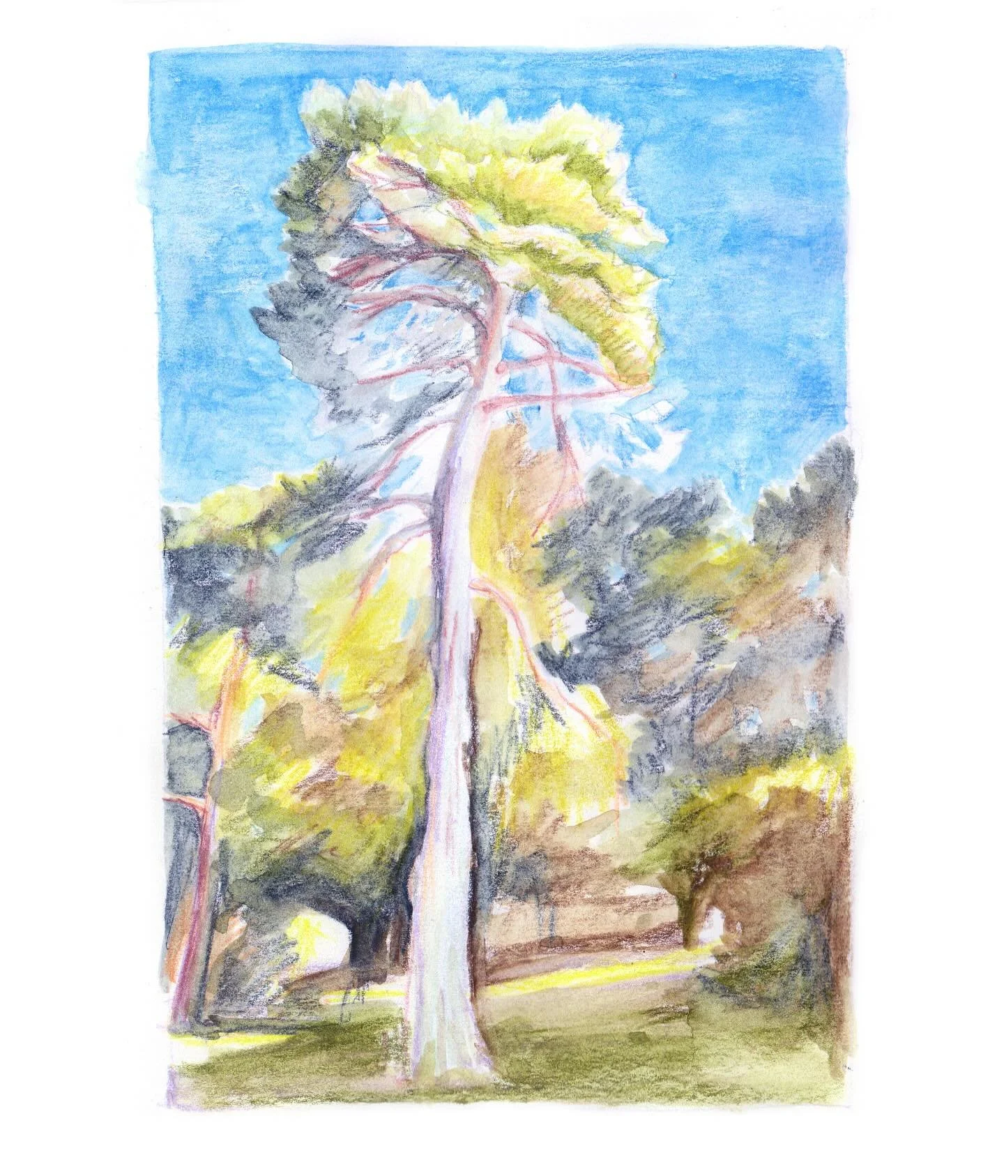 Late summer light.  #tree #illustration #drawingonpaper #colouredpencil #sketchbooks