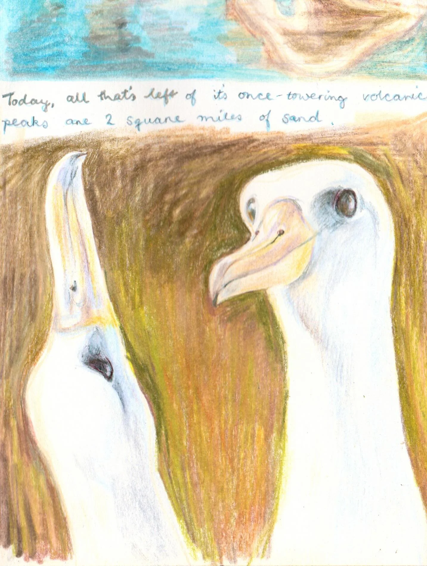 More BBC documentary drawing. Albatrosses on Midway Atoll.
#earthstropicalislands #albatross #hawaii #sketchbook #drawing #coloredpencil