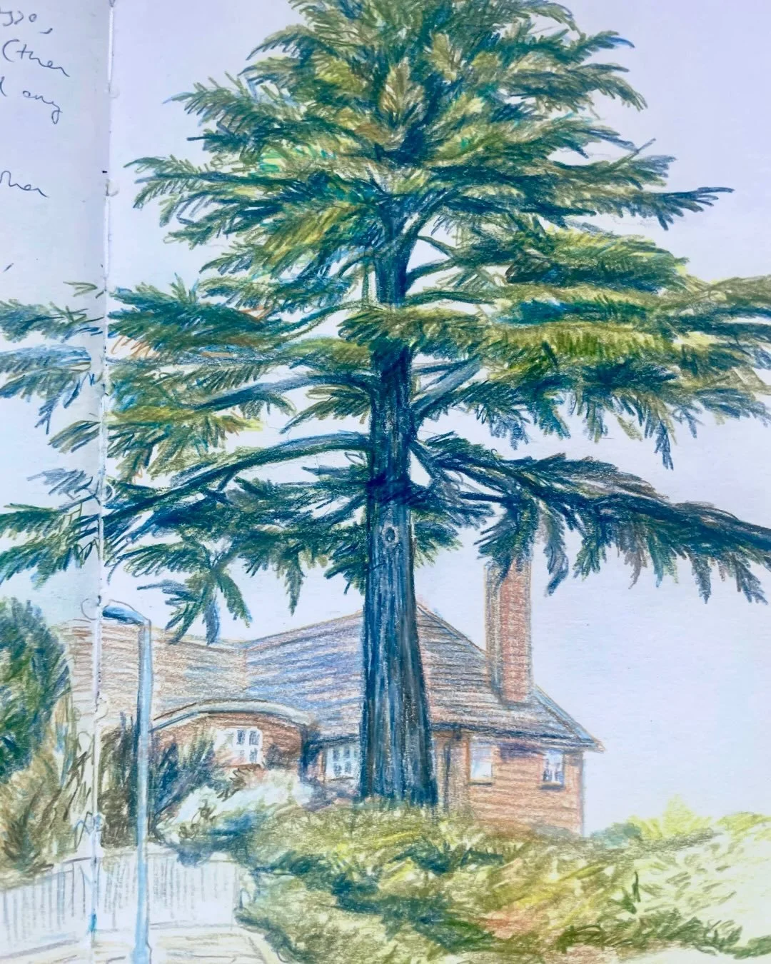 Another tree drawing from the summer

#sketchbook #treedrawing #coloredpencil