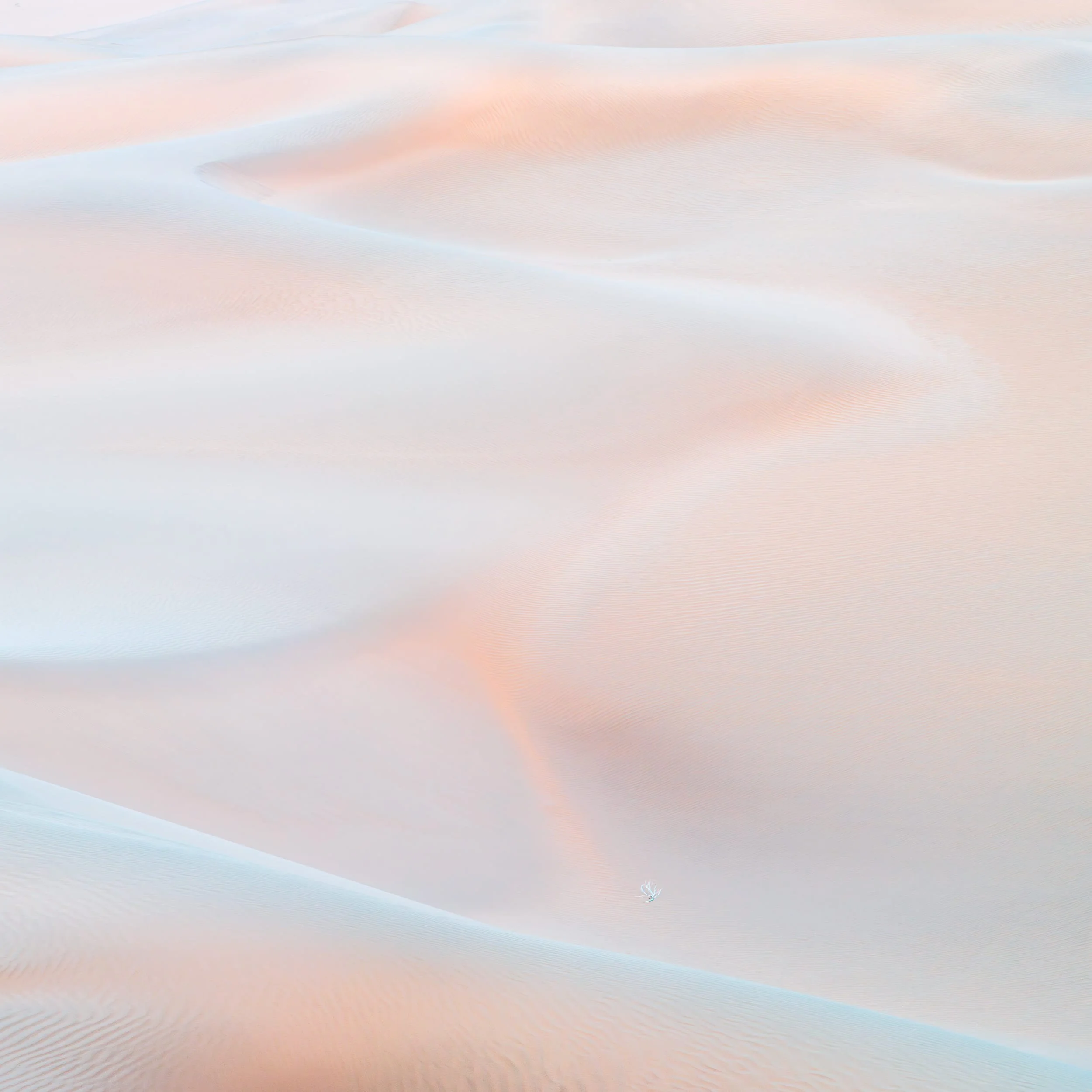Windblown III — Inner Mongolia, 2024