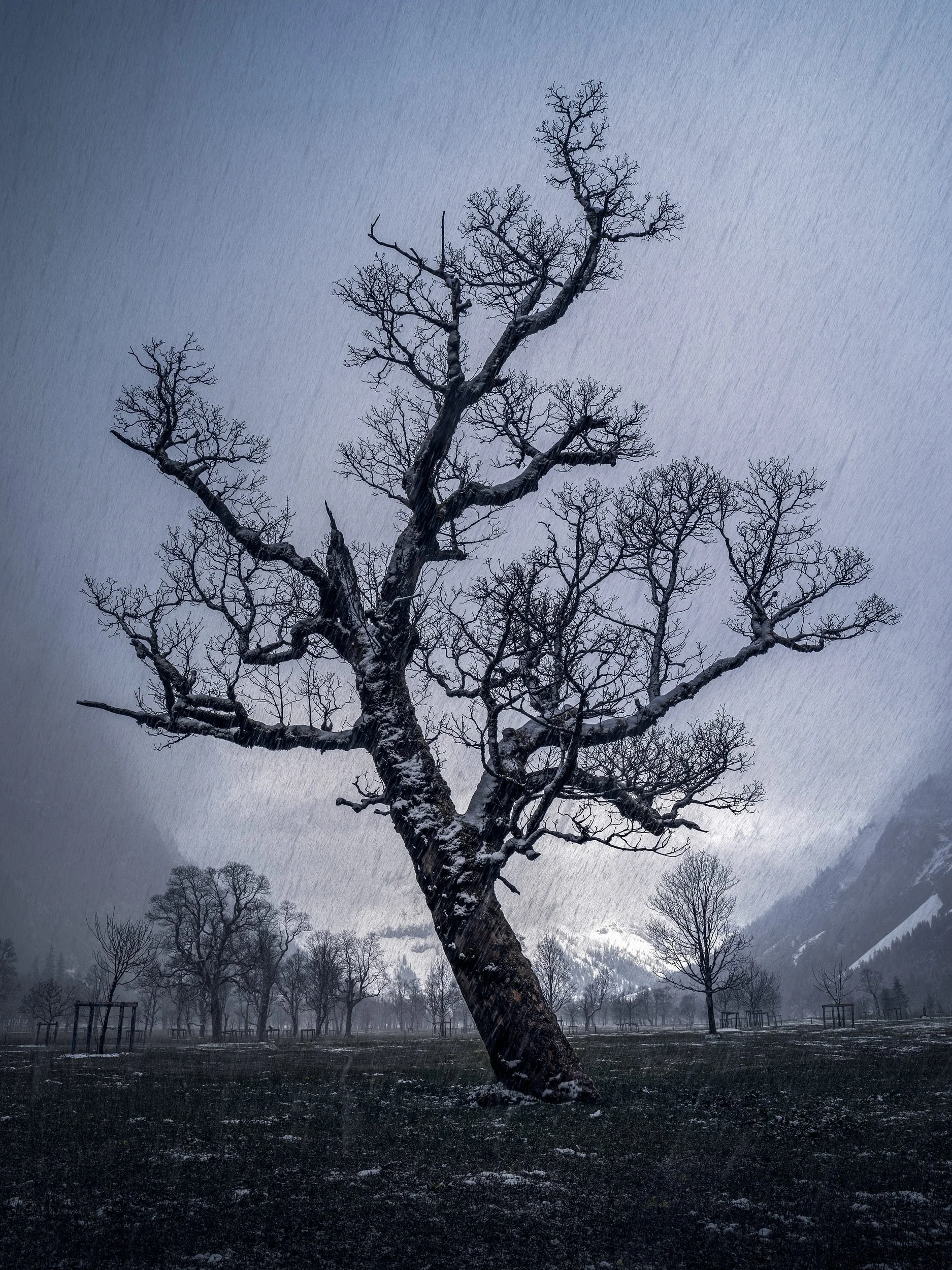 Grown I — Austria, 2022