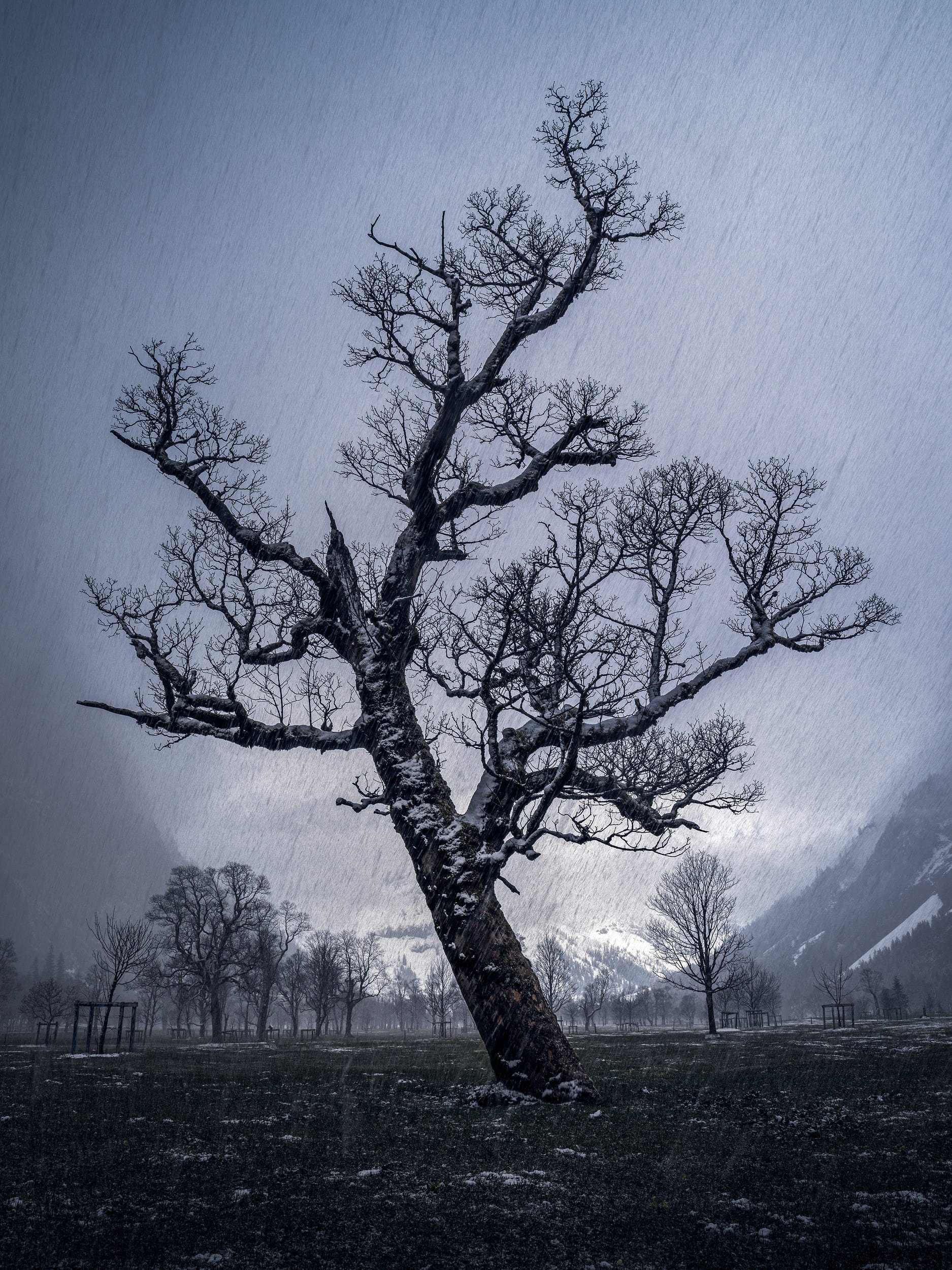 Grown I — Austria, 2022