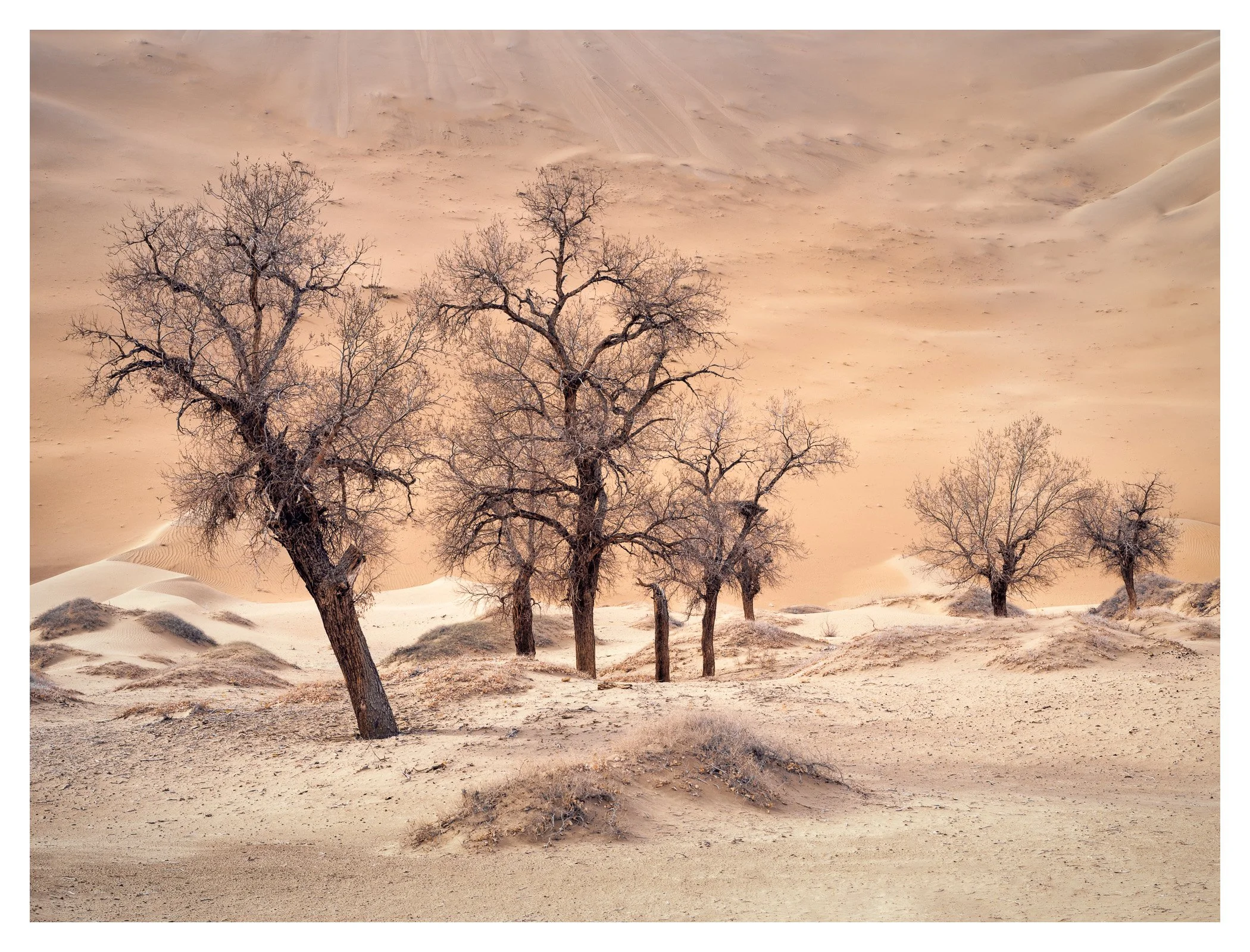 Grown II, Badan Jilin,  Inner Mongolia (2018)