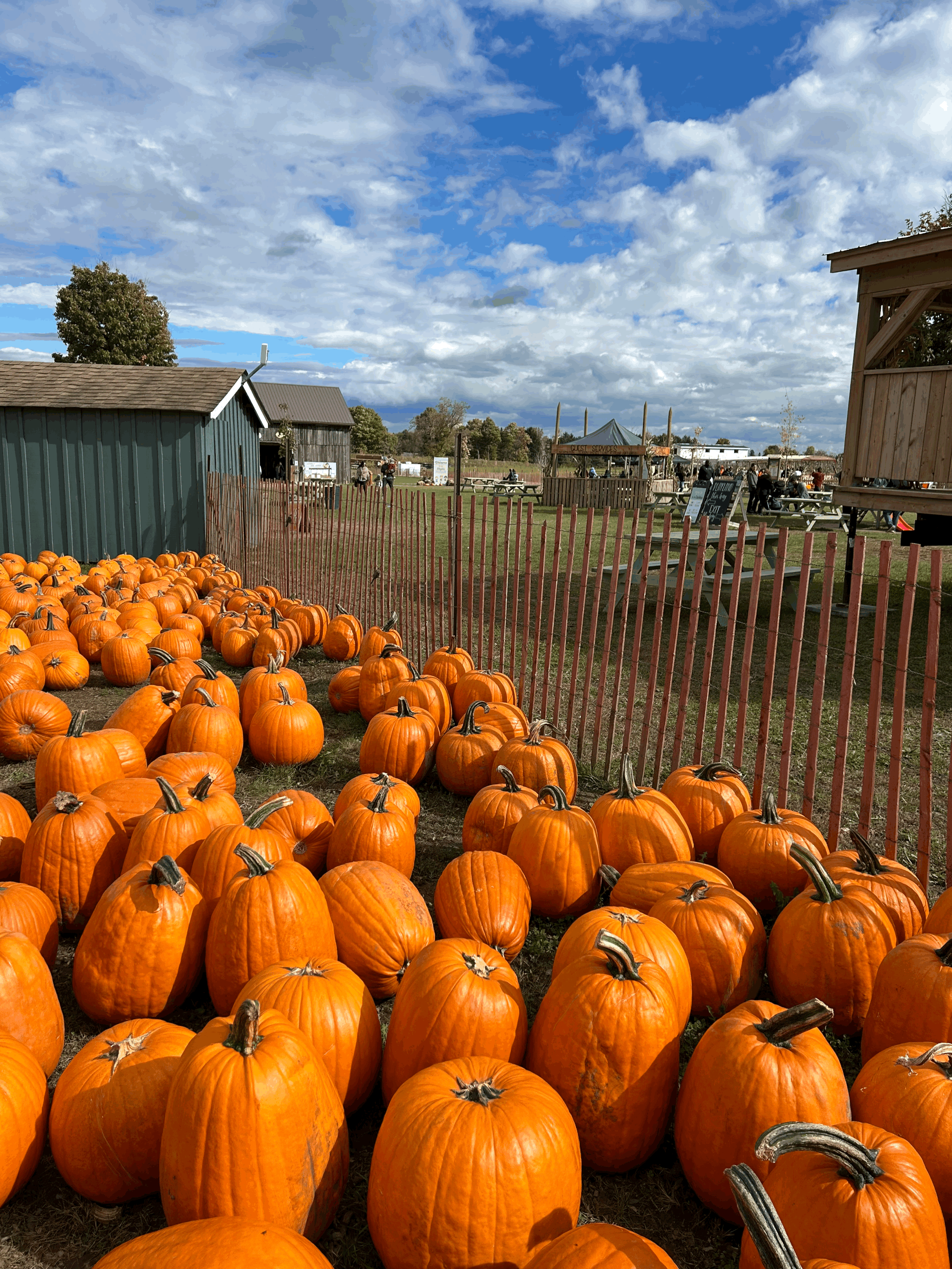 TCSA Trip to PUMPKINFEST!