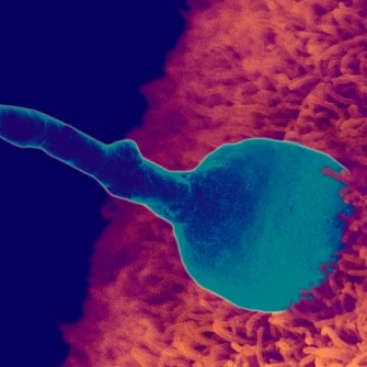 fertilization.jpg