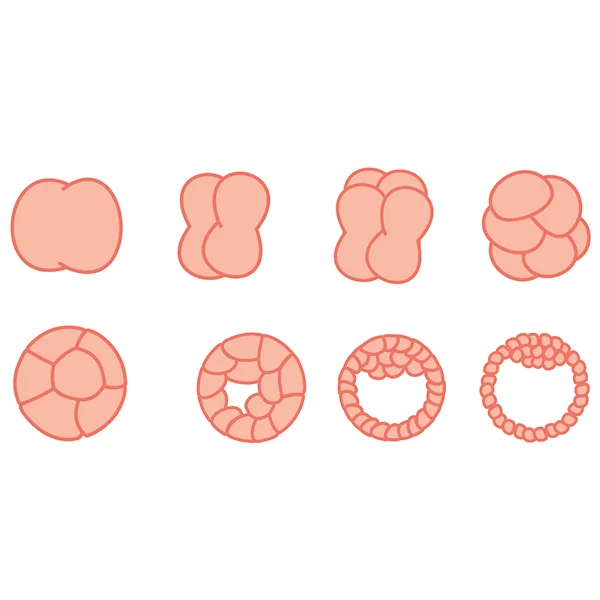 fetal-development.jpg