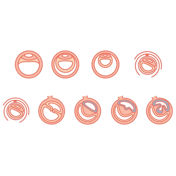 fetal-development2.jpg