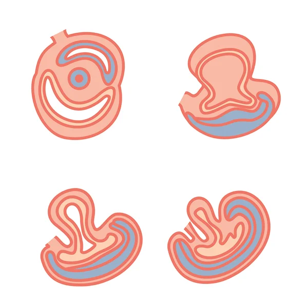 fetal-development3.jpg
