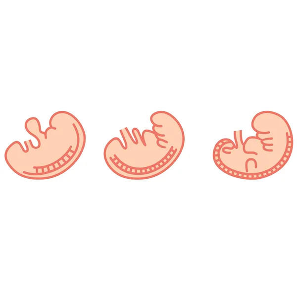 fetal-development4.jpg