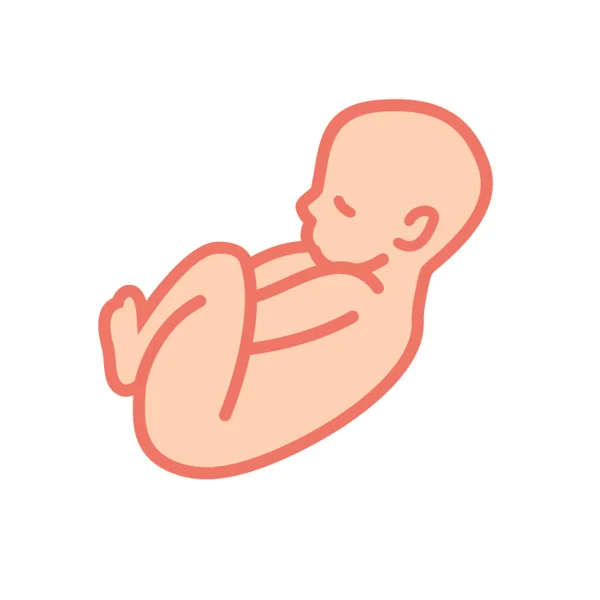 fetal-development8.jpg