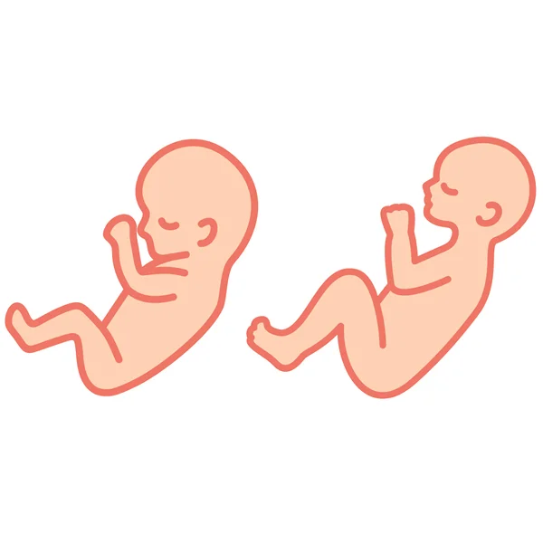 fetal-development7.jpg