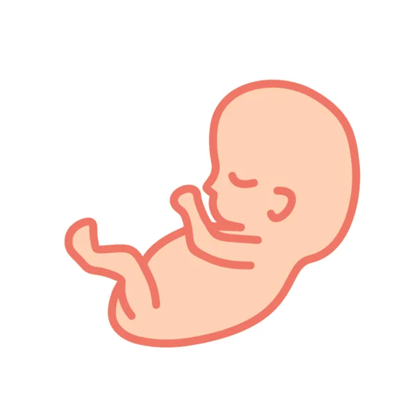 fetal-development6.jpg