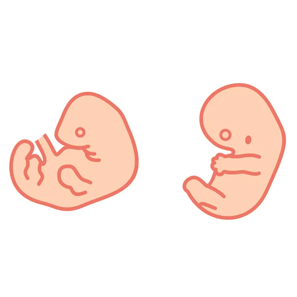 fetal-development5.jpg