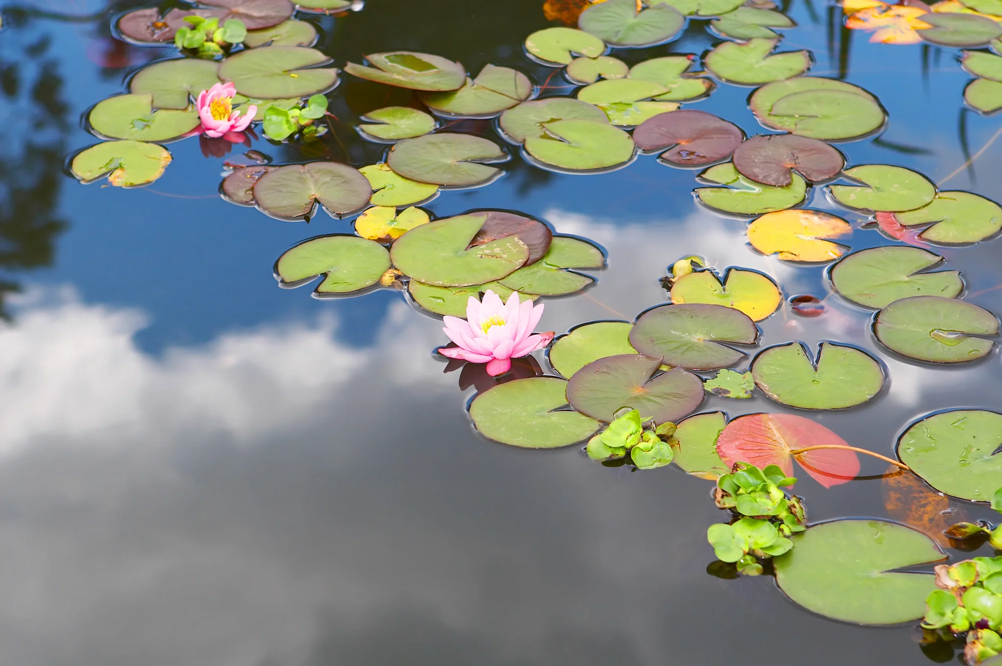 lotus pond sky.jpg