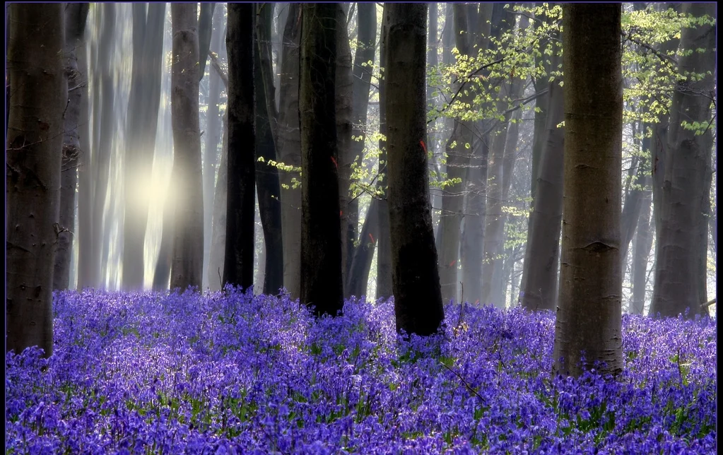 bluebell backlit.jpg