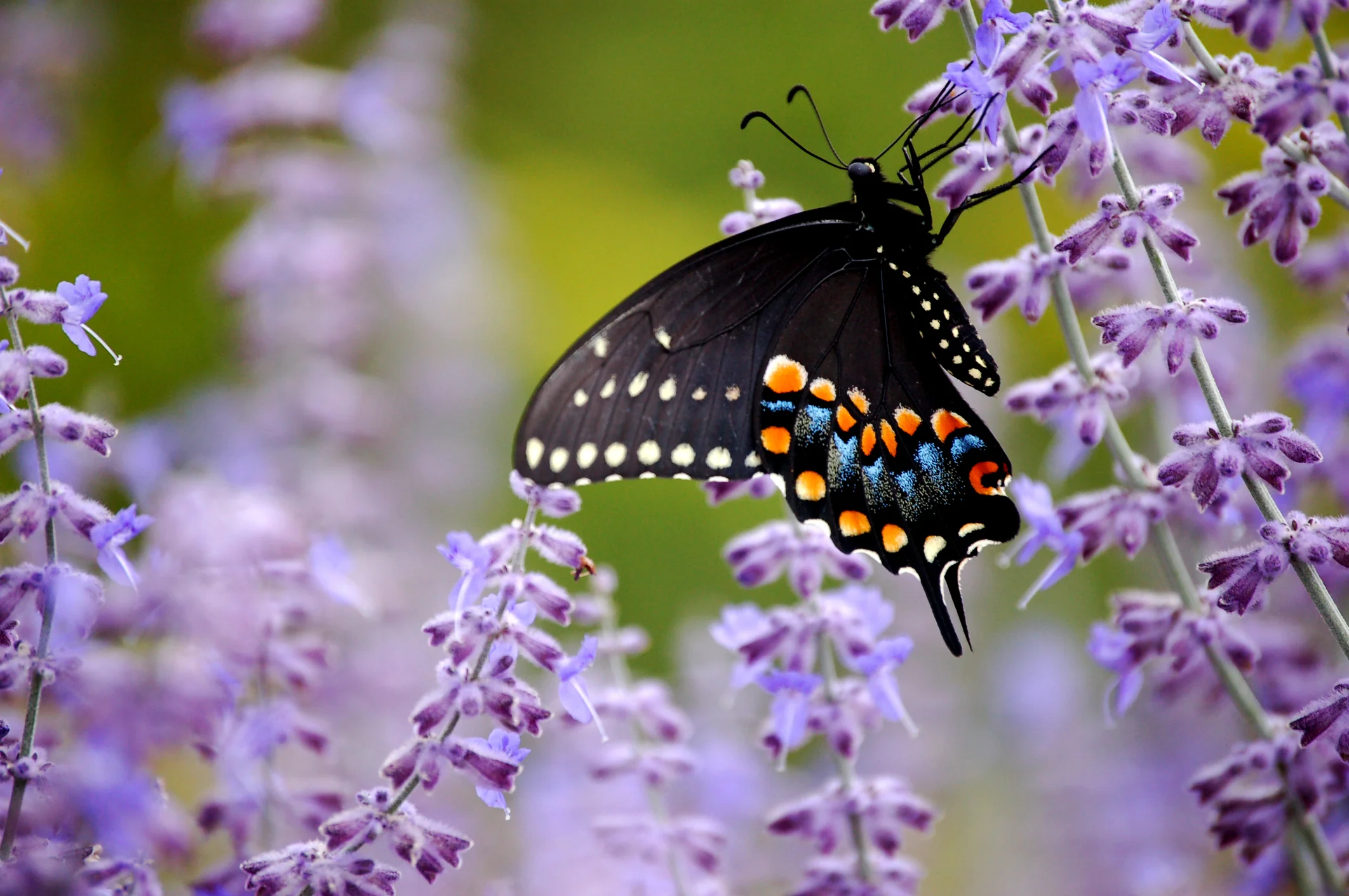 butterfly pix.jpg