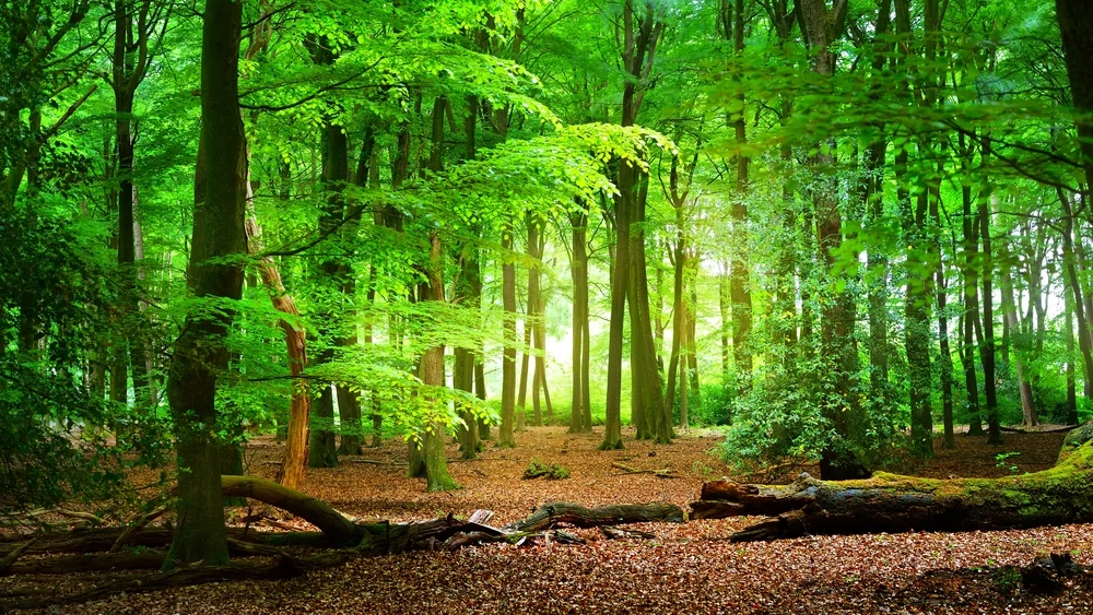 clean green forest.jpg