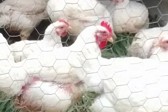 chickens.jpg