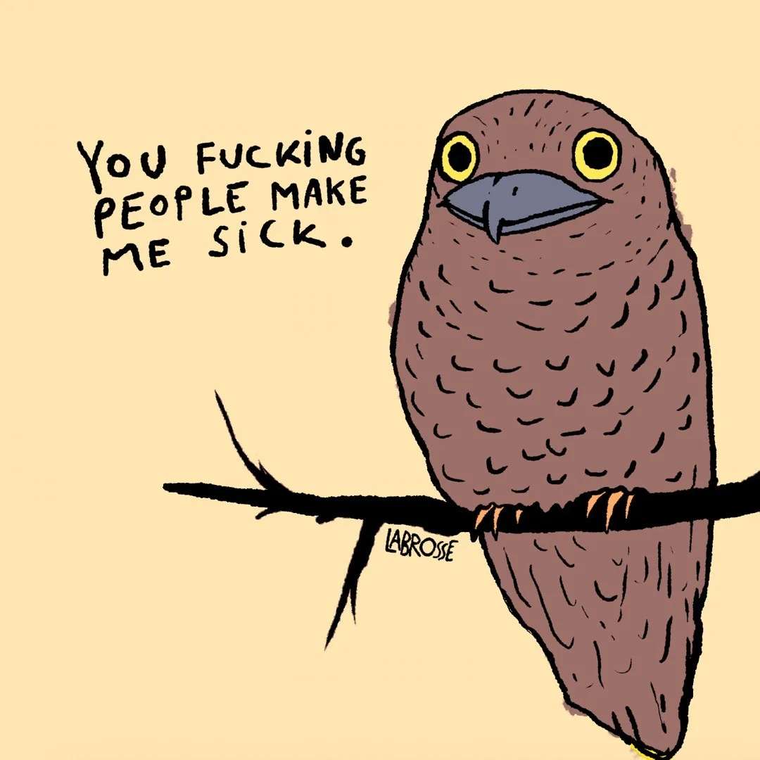 Liz, the misanthropic frogmouth bird