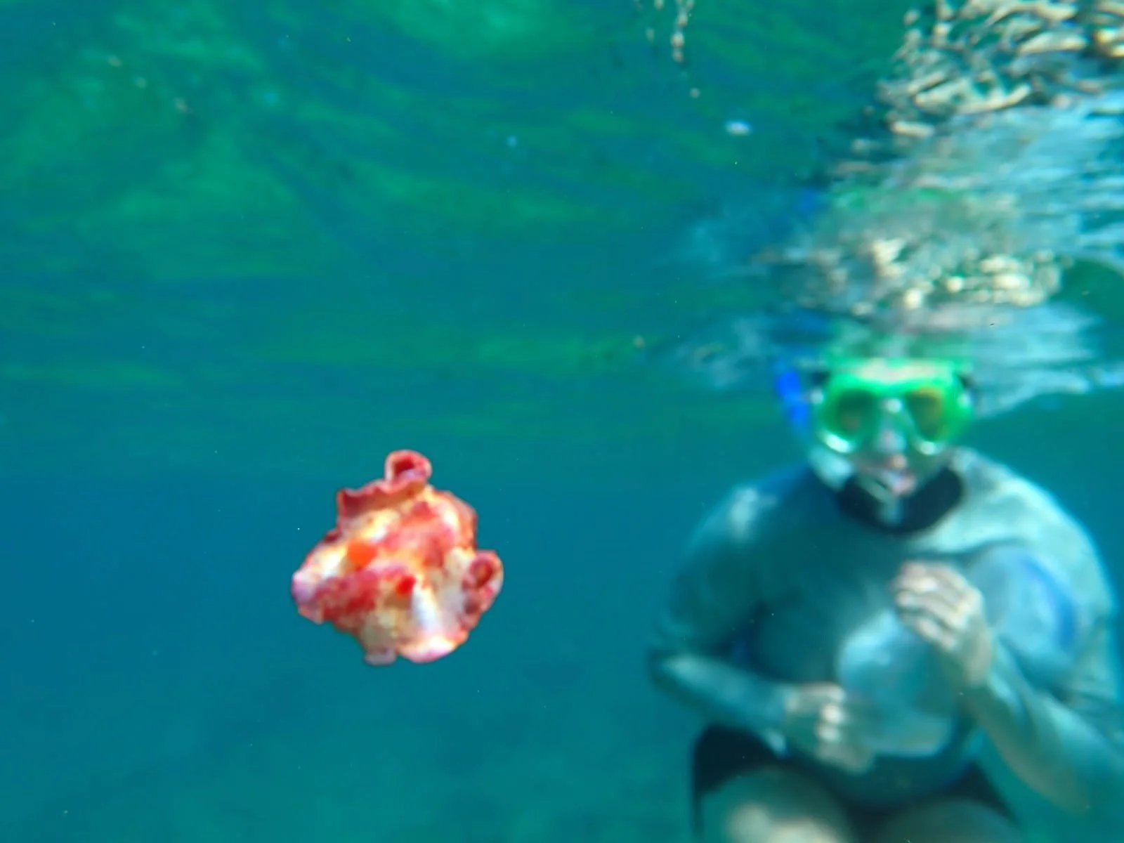 Collection trip to Puerto Rico