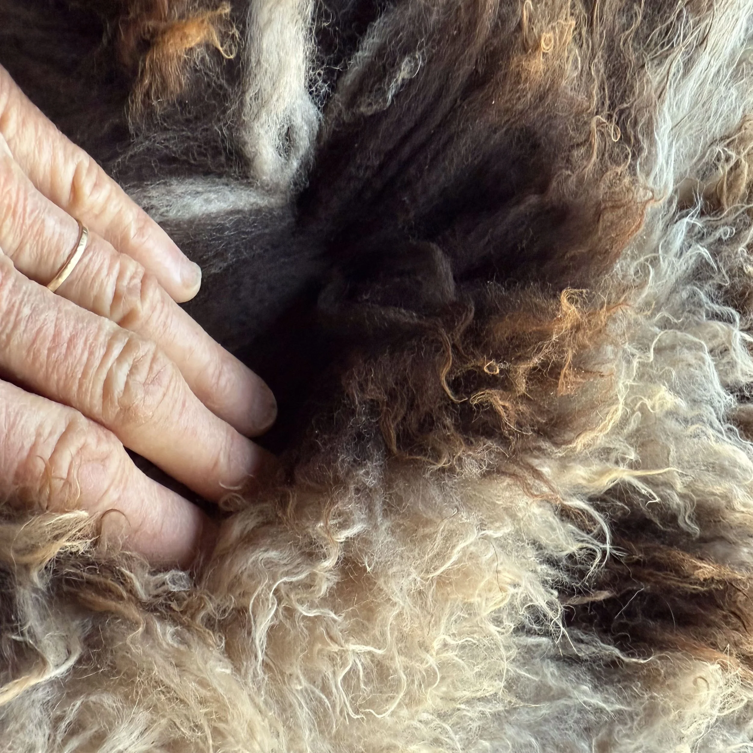 Close view of wool on spotted sheepskin.