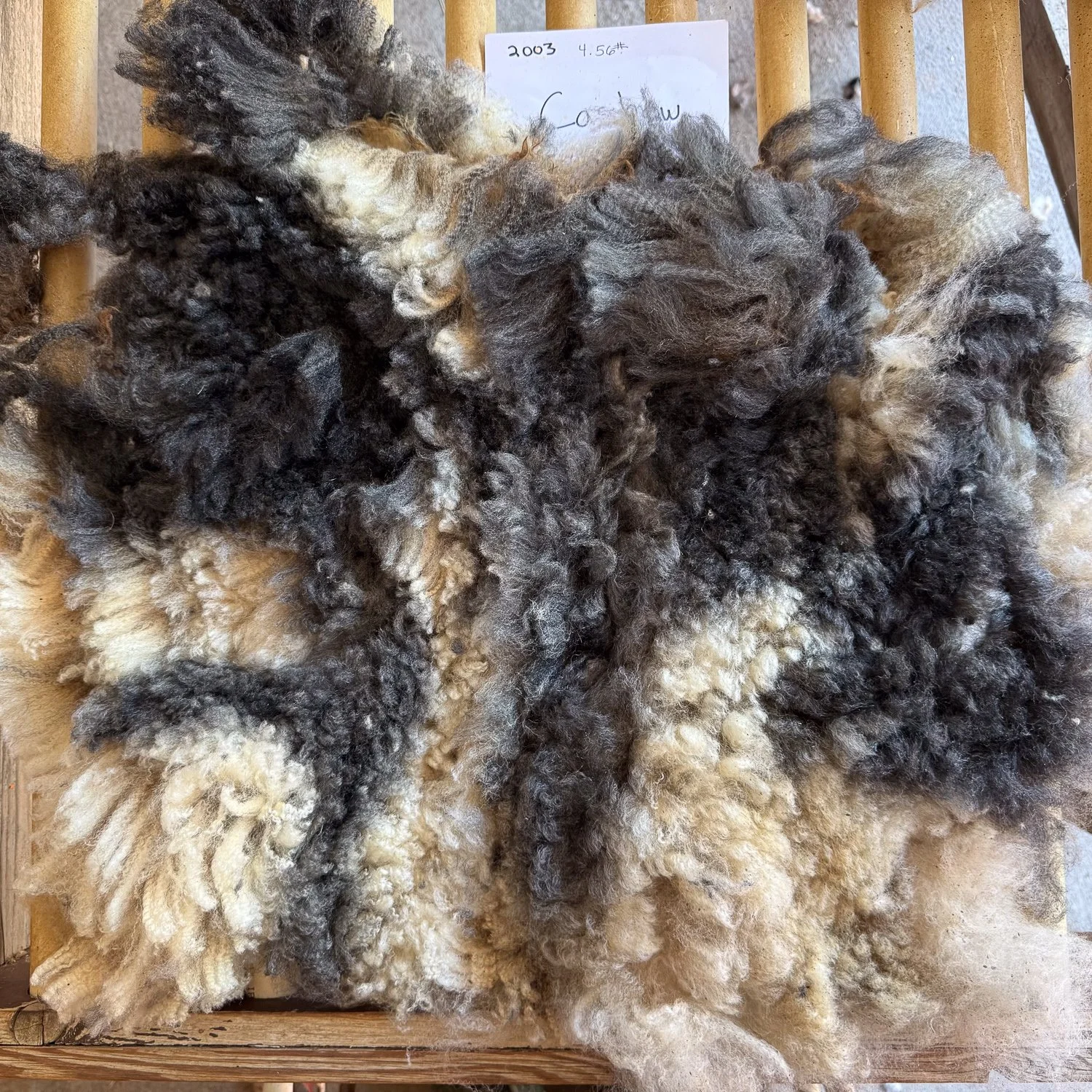 Cut side of one pound of Jacob fleece.