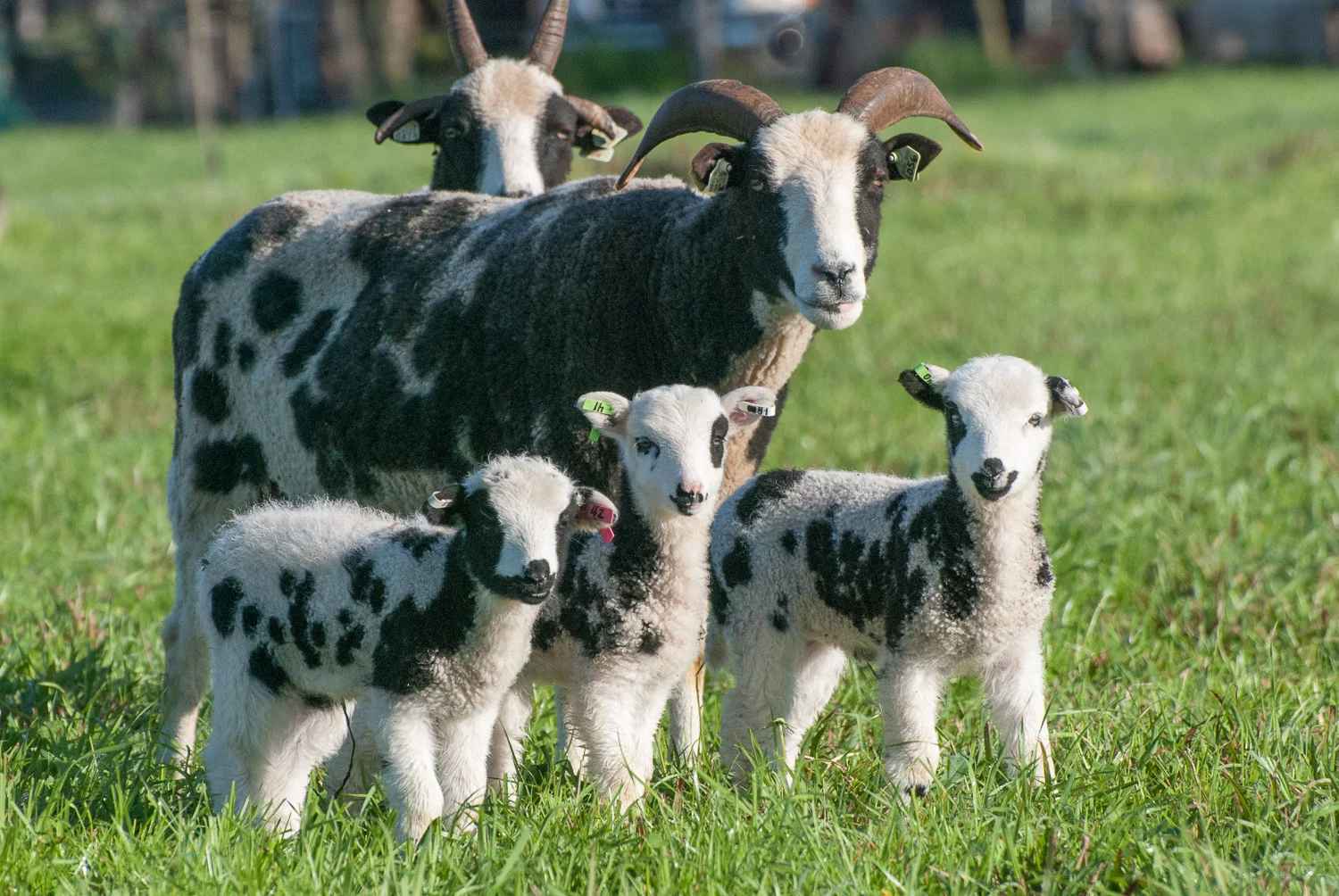 Jacob ewe with lambs.