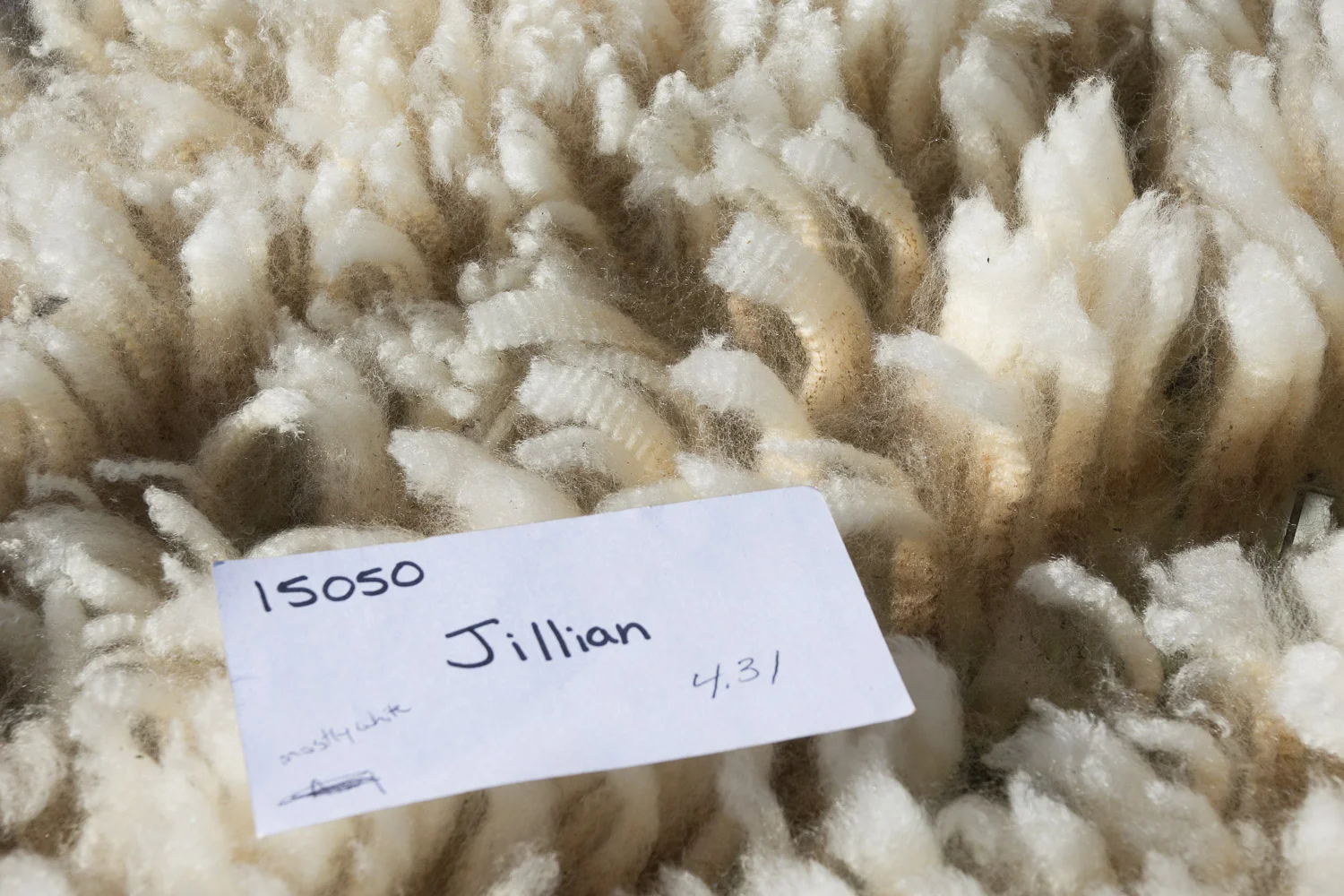 Jacob_fleece.jpg