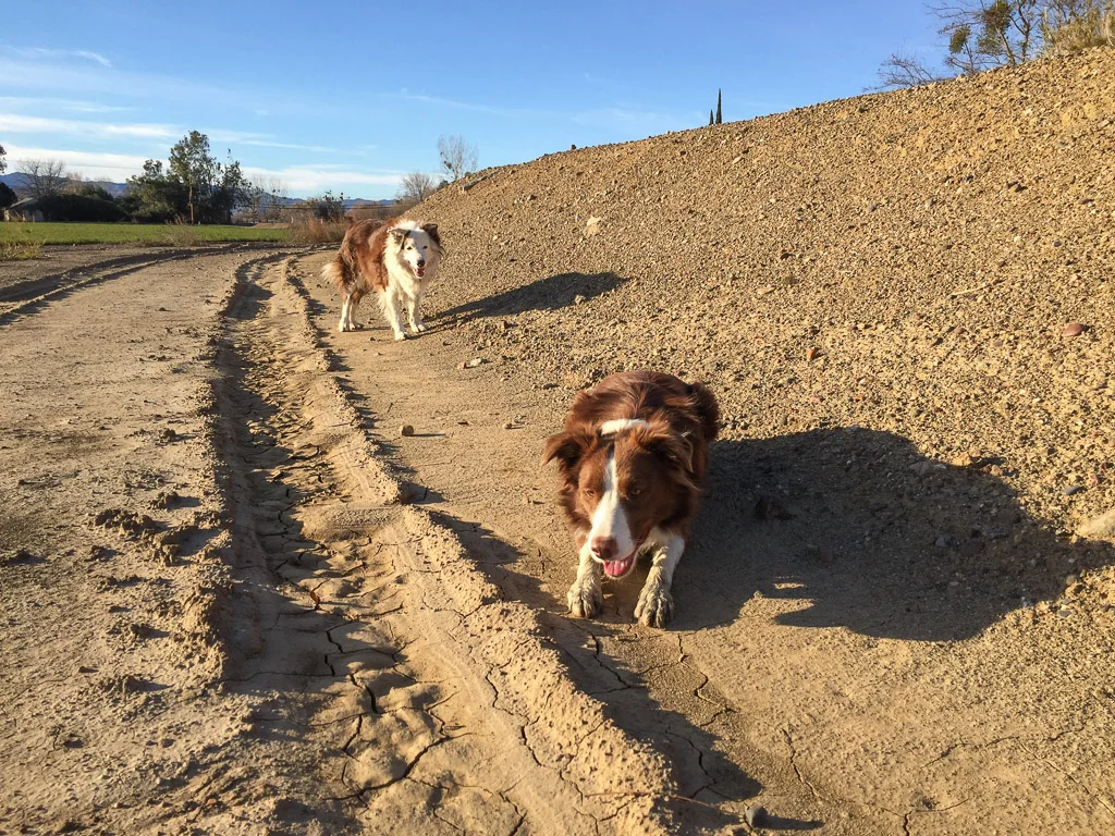 ginny_and_rusty.jpg