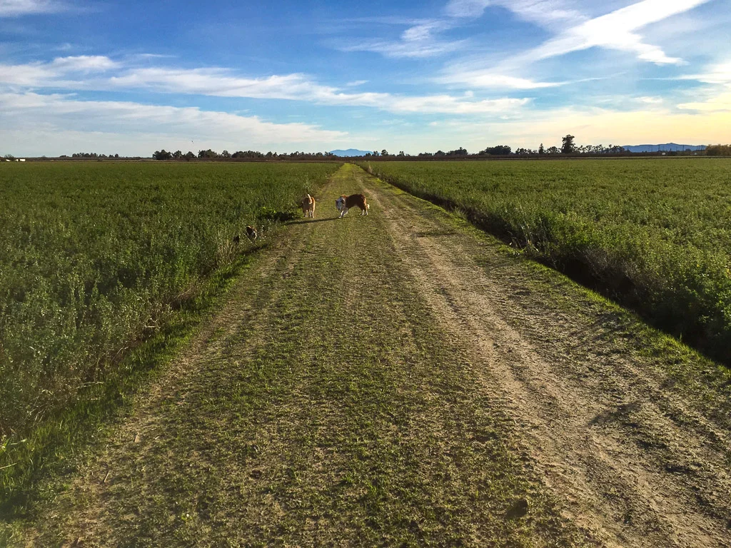 across_the_road_alfalfa.jpg