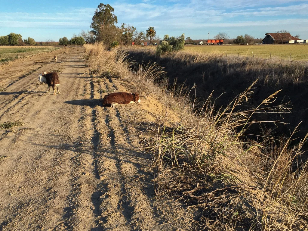 dogs_across_the_road.jpg