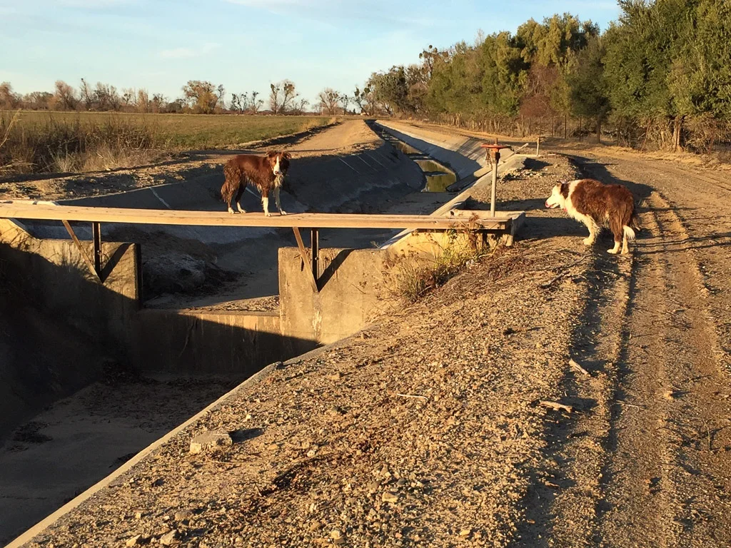 across_the_road_with_dogs.jpg