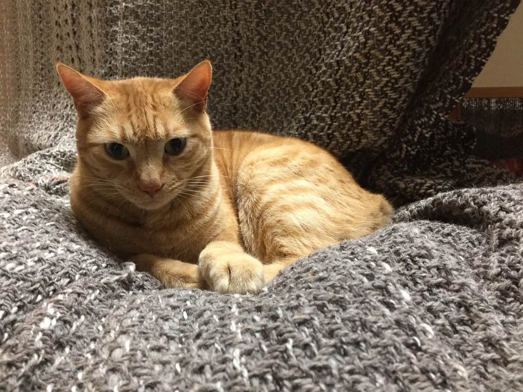 cat_on_blanket.jpg