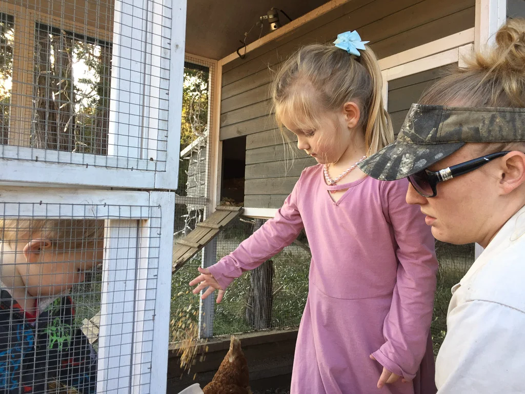 feeding_chickens.jpg