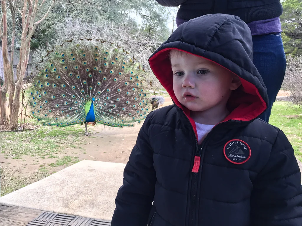 peacock_austin_zoo.jpg