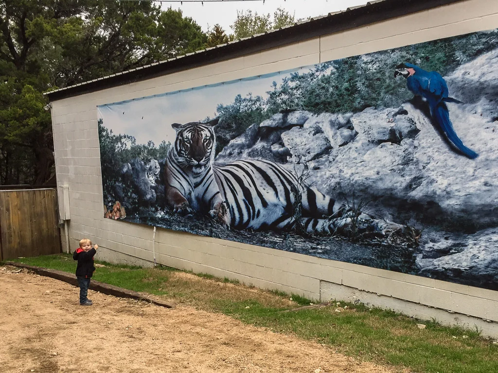 tiger_mural-austin_zoo.jpg