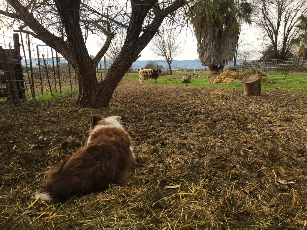 border_collie_ram_pen.jpg