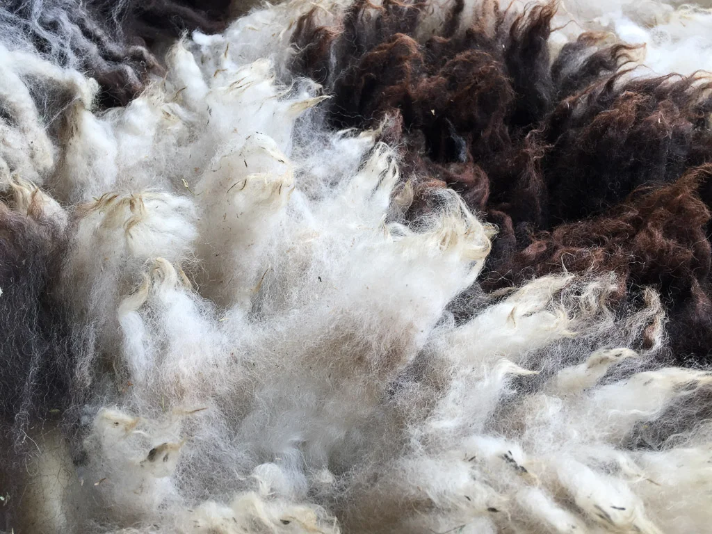 jacob_ram_fleece.jpg