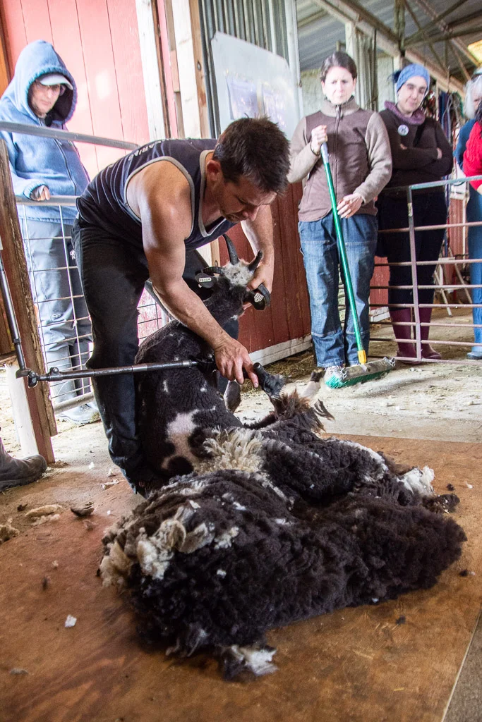 shearing_lilac_jacob_ewe.jpg