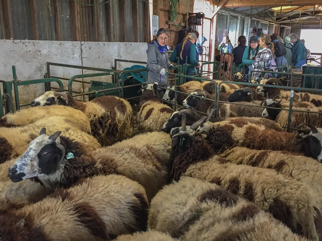 sheep_waiting_for_shearing.jpg