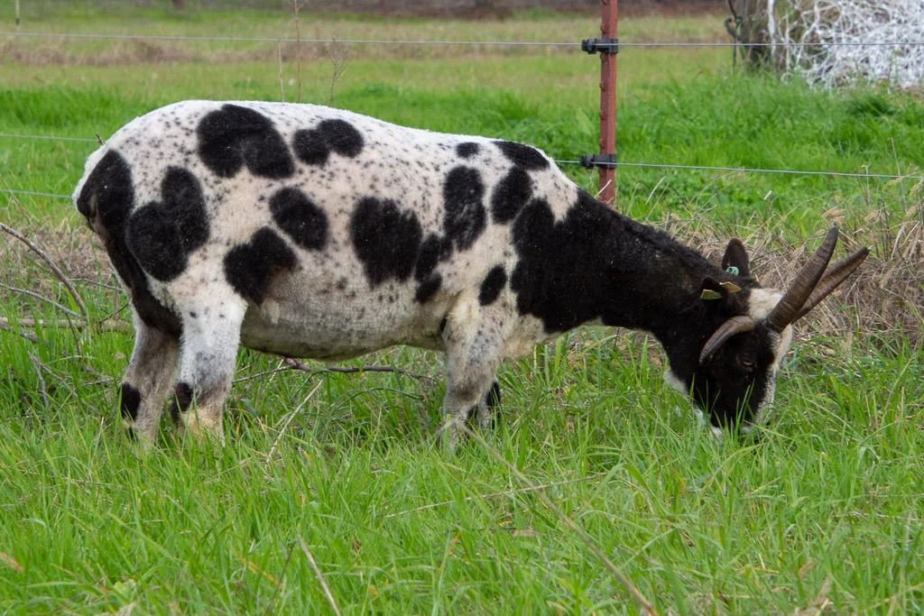 freckled_jacob_ewe.jpg