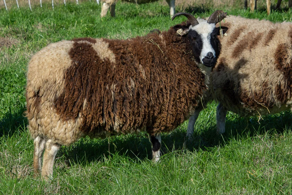 jacob_ewe_terri-.jpg