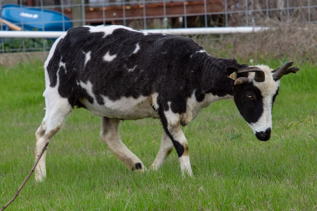 jacob_ewe_terri.jpg