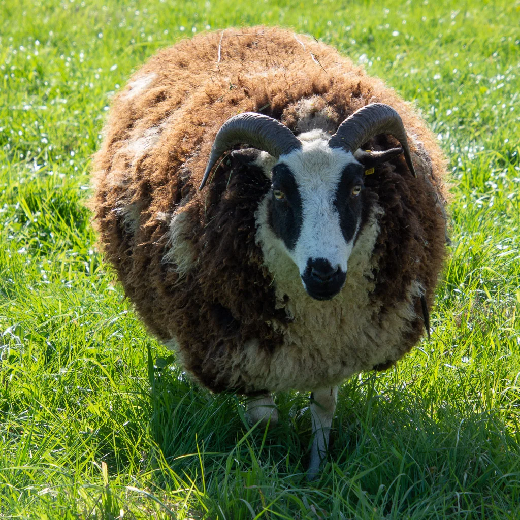 jacob_ewe_trista.jpg