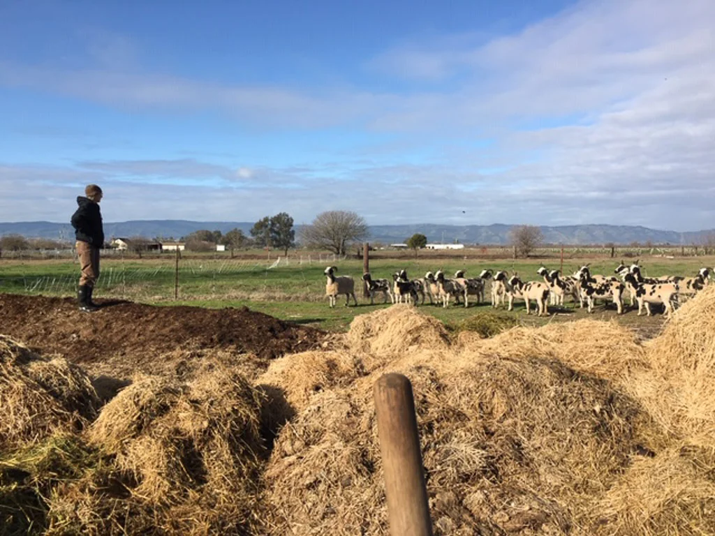 meridian_jacobs_flock.jpg